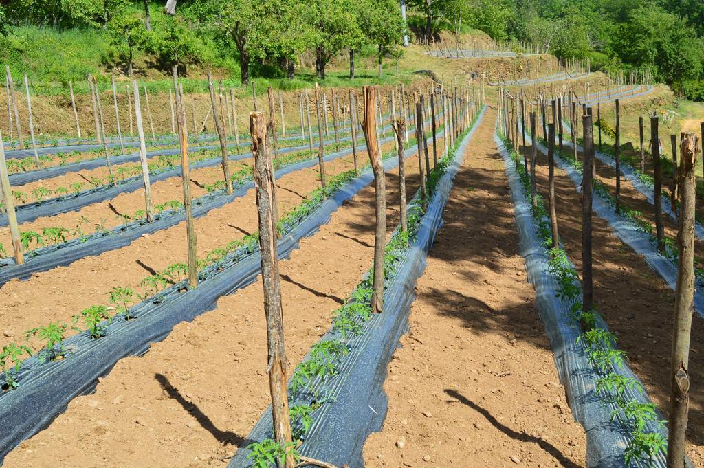 Agriturismo E Turre Serrastretta Kültér fotó