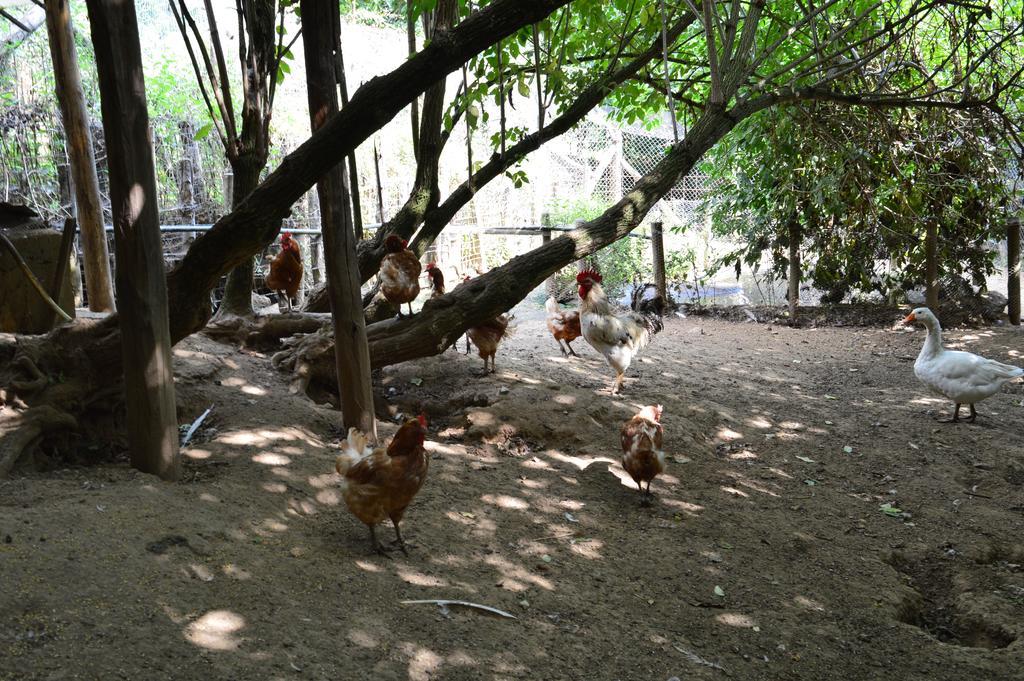 Agriturismo E Turre Serrastretta Kültér fotó