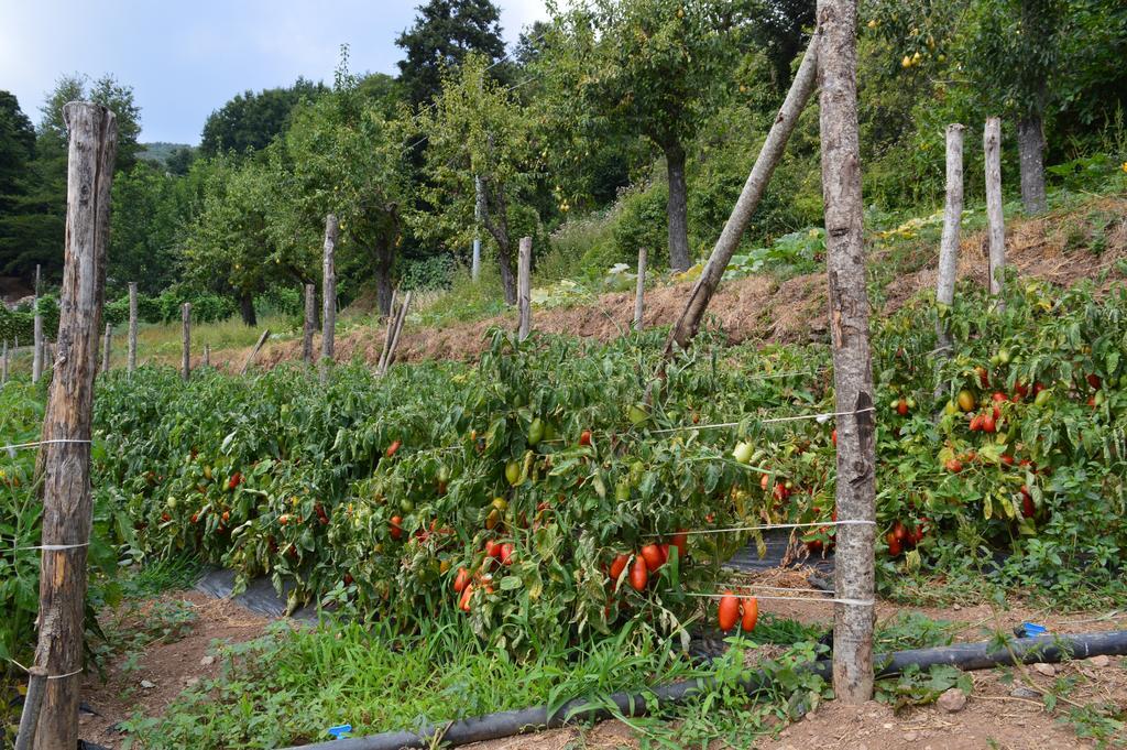 Agriturismo E Turre Serrastretta Kültér fotó