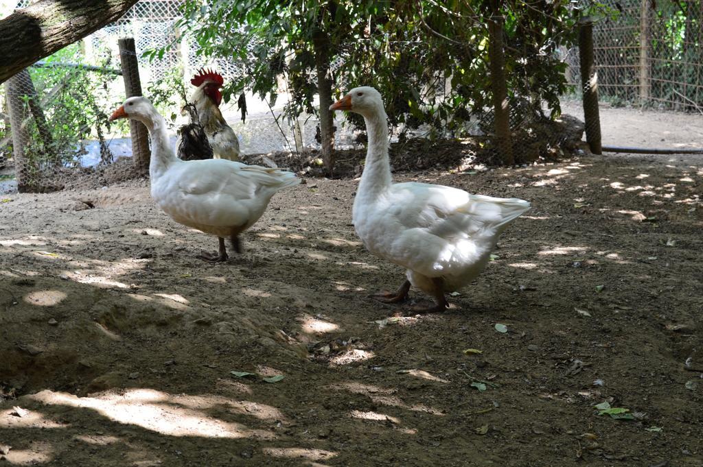 Agriturismo E Turre Serrastretta Kültér fotó