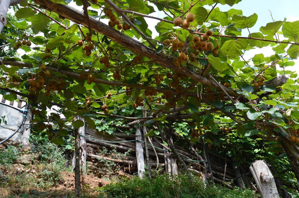 Agriturismo E Turre Serrastretta Kültér fotó