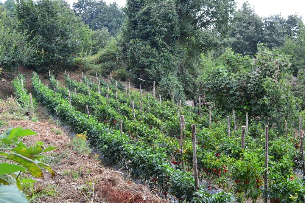 Agriturismo E Turre Serrastretta Kültér fotó